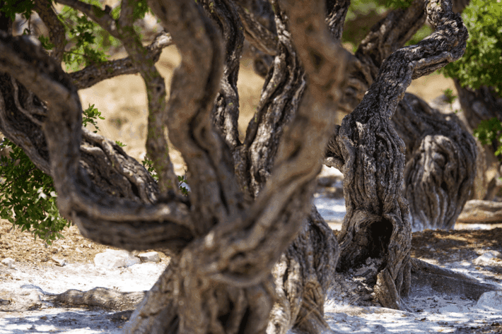 Experience the Unique Charm and Mastiha Magic of Chios